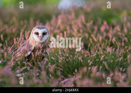 Scheune Eule in einer Heizung. Eule steht auf dem Boden und schaut zur Kamera. Vogel aus einer Vorderrichtung. Tyto alba Stockfoto