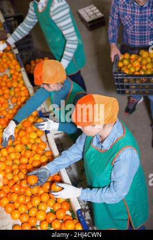 Hohe Winkelansicht der Gruppe von Leuten, die an der Zitrussortierlinie im Lager arbeiten und die Qualität der Mandarinen überprüfen Stockfoto