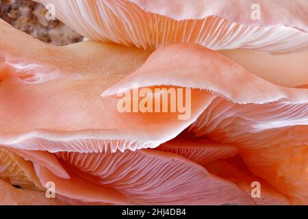 Nahaufnahme der rosa Austernpilze (Pleurotus Parsonsiae) sind in Aotearoa Neuseeland beheimatet. Stockfoto