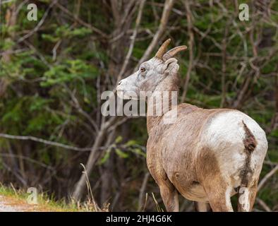 Big Horn Schaf Ovis canadensis Portrait auf dem Bergwald. Bergziegenwandern im Banff National Park Alberta. Stockfoto