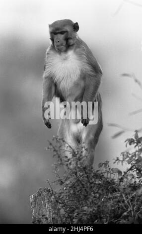 Ginger der Rhesus-Affe, der auf der Woodmancote-Farm des Bauern Herbert Browning in Sussex lebt. Ingwer wird hier bei der Bewachung der Herde der Jersey-Kühe des Landwirts Browning gesehen. 14th. Oktober 1956 Stockfoto