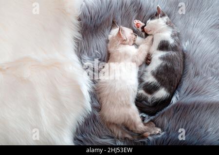 Nettes Paar kleine glückliche Kätzchen in der Liebe schlafen zusammen auf grau flauschig kariert. Zwei Katzen Haustiere Tier bequem schlafen Entspannen Sie sich in gemütlichen Zuhause. Banner für Stockfoto