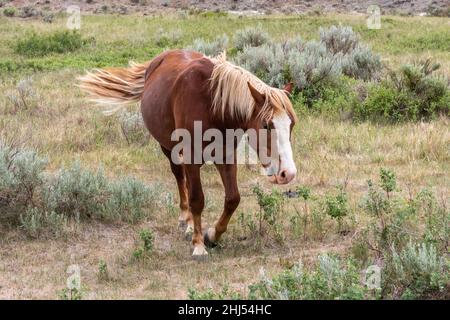 Wilde Pferde im Theodore Roosevelt NP, North Dakota Stockfoto