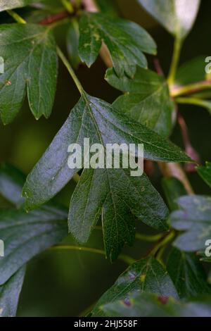 Crataegus monogyna Blatt Stockfoto