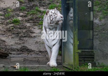 Brugelette. 26th Januar 2022. Das am 26. Januar 2022 aufgenommene Foto zeigt einen weißen bengalischen Tiger im Pairi Daiza Zoo in Brugelette, Belgien. Das bevorstehende chinesische Mondneujahr, das Jahr des Tigers, fällt am 1. Februar dieses Jahres. Quelle: Zhang Cheng/Xinhua/Alamy Live News Stockfoto