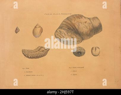 Schichten, die durch organisierte Fossilien identifiziert wurden Stockfoto