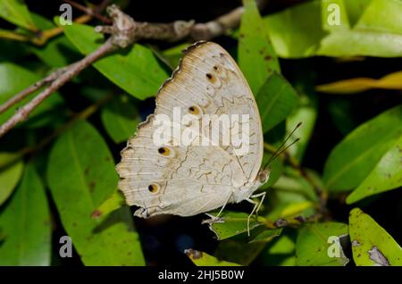 Grauer Stiefmütterchen-Schmetterling, Junonia-Atlites, auf Blättern, Pering, Gianyar, Bali, Indonesien Stockfoto