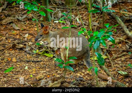 Kleines wallaby Känguru mit einem Baby in ihrer Tasche Stockfoto