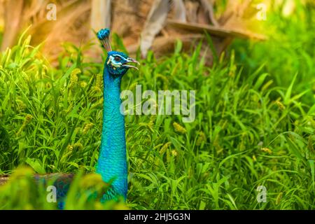 Peacock Nahaufnahme Kopf geschossen Stockfoto