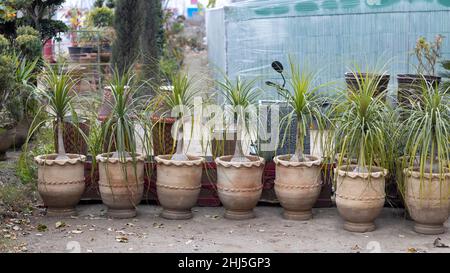 Beacarnea recurvata Pferdeschwanz Palmen Pflanzen in einem großen Töpfe Stockfoto