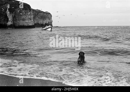 Fischer George Emmerson mit seinem hingebungsvollen Hund Sandy, bei der Arbeit in Flamborough abgebildet. 30th. Oktober 1960. Stockfoto