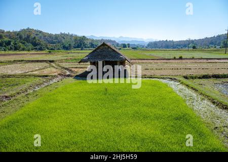 Die Bambusbrücke des Glaubens über die Reisfelder in Mae Hong Son in Thailand, wunderschöne Aussicht auf die Bambusbrücke zu Tong Pae, vorbei an Reisfeldern bei Sonnenuntergang in Mae Hong Son, Thailand Stockfoto