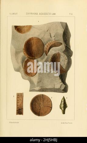 Studi comparativi sui pesci fossili coi vienti dei generi Carcharodon, Oxyrhina e Galeocerdo (Platte 8) Stockfoto