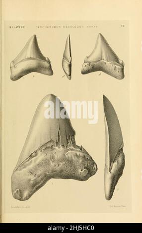 Studi comparativi sui pesci fossili coi vienti dei generi Carcharodon, Oxyrhina e Galeocerdo (Platte 8) Stockfoto