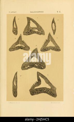 Studi comparativi sui pesci fossili coi vienti dei generi Carcharodon, Oxyrhina e Galeocerdo (Platte 2) Stockfoto