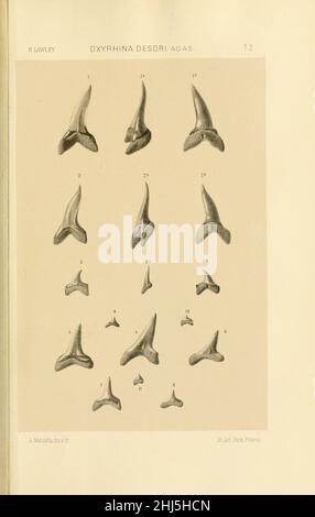 Studi comparativi sui pesci fossili coi vienti dei generi Carcharodon, Oxyrhina e Galeocerdo (Platte 2) Stockfoto