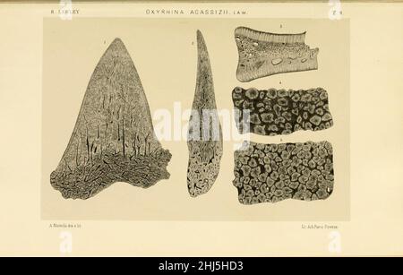 Studi comparativi sui pesci fossili coi vienti dei generi Carcharodon, Oxyrhina e Galeocerdo (Platte 9) Stockfoto