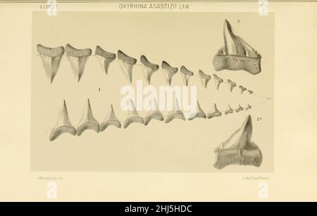 Studi comparativi sui pesci fossili coi vienti dei generi Carcharodon, Oxyrhina e Galeocerdo (Platte 5) Stockfoto
