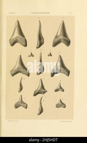Studi comparativi sui pesci fossili coi vienti dei generi Carcharodon, Oxyrhina e Galeocerdo (Platte 3) Stockfoto