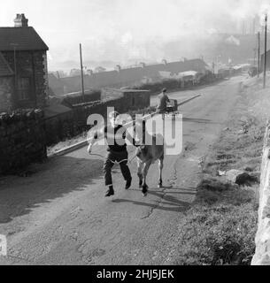 Tredegar, Blaenau Gwent, Wales. Gelegen innerhalb der historischen Grenzen von Monmouthshire. Ein Junge, der mit einem Pony auf einer Straße läuft. September 1960. Stockfoto