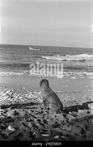 Fischer George Emmerson mit seinem hingebungsvollen Hund Sandy, bei der Arbeit in Flamborough abgebildet. 30th. Oktober 1960. Stockfoto