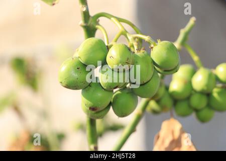 Befreit ratan-Jot von der Pflanze, Nahaufnahme der ratan-Jot-Nuss. Stockfoto