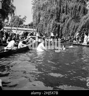 Ein Bootsrennen in Oxford und Cambridge mit einem Unterschied. Es ist das jährliche Punt Relay Race, das abwechselnd in Oxford und Cambridge stattfindet. Das diesjährige Rennen fand auf der River Cam in Cambridge statt. Im Bild klammert sich Felicity Willis am Ende des Rennens an einen umgedrehten Punt mitten im Fluss. 19th Mai 1957. Stockfoto