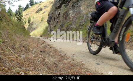 Eine Radfahrerin auf einem E-Bike radelt auf dem Otago Rail Trail, NZ, durch Kiefernzapfen Stockfoto