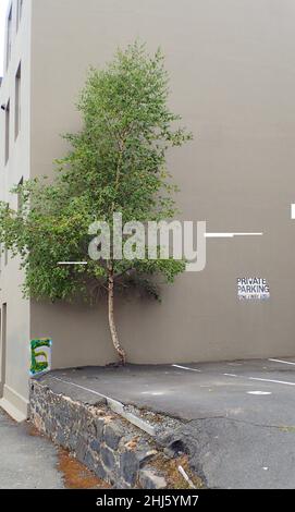 In einem heruntergekommenen Parkplatz wächst ein Baum stark aus einem Riss im Boden, gegen ein Gebäude Stockfoto