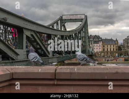 Zwei Tauben auf dem eisernen Steg, frankfurt, deutschland Stockfoto