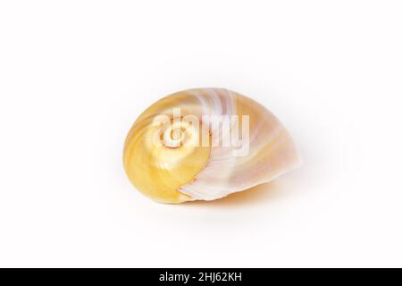 Beigefarbene, auf weißem Hintergrund isolierte Wasserschale mit Fokus auf spiralförmige, flache Schärfentiefe, Makrofotografie mit hoher Tonart Stockfoto