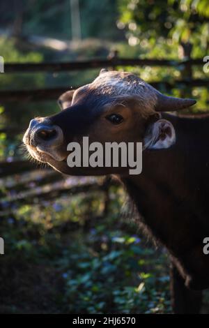 Mithun, Bos frontalis, State Animal, Satakha, Nagaland, Indien Stockfoto