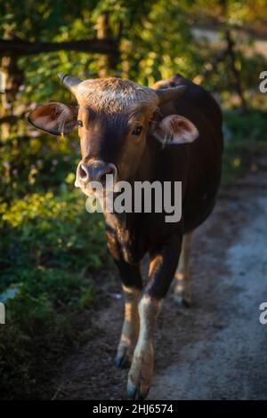 Mithun, Bos frontalis, State Animal, Satakha, Nagaland, Indien Stockfoto