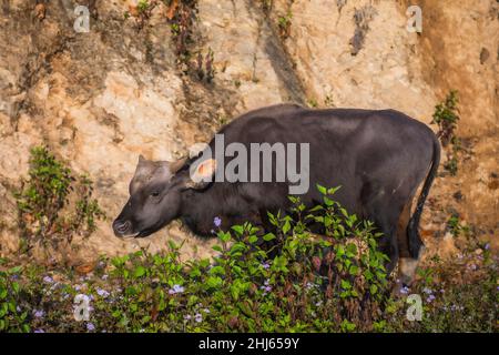 Mithun, Bos frontalis, State Animal, Satakha, Nagaland, Indien Stockfoto