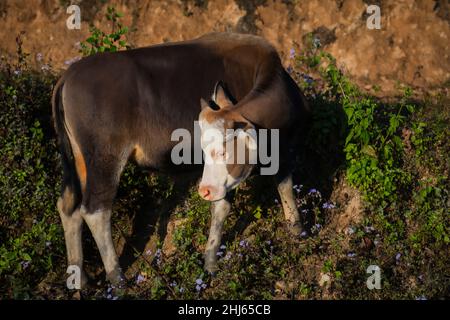 Mithun, Bos frontalis, State Animal, Satakha, Nagaland, Indien Stockfoto