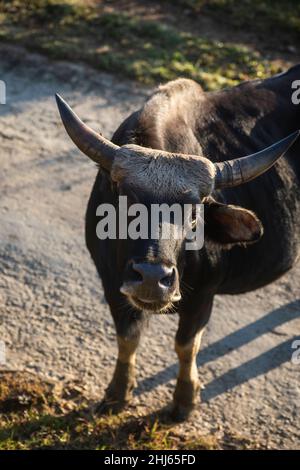 Mithun, Bos frontalis, State Animal, Satakha, Nagaland, Indien Stockfoto