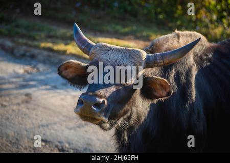 Mithun, Bos frontalis, State Animal, Satakha, Nagaland, Indien Stockfoto