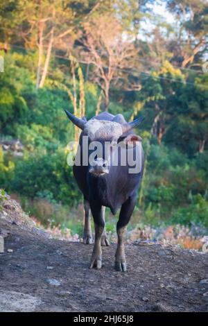 Mithun, Bos frontalis, State Animal, Satakha, Nagaland, Indien Stockfoto