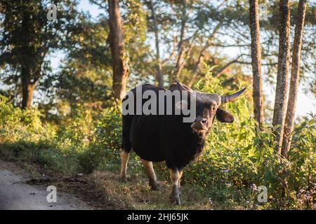 Mithun, Bos frontalis, State Animal, Satakha, Nagaland, Indien Stockfoto