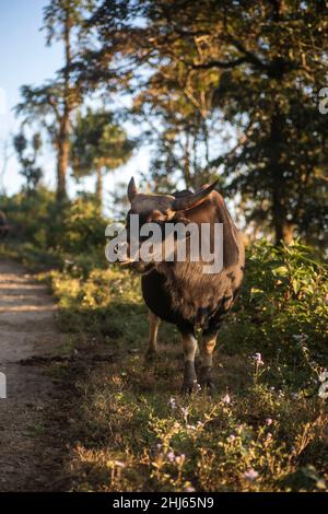 Mithun, Bos frontalis, State Animal, Satakha, Nagaland, Indien Stockfoto