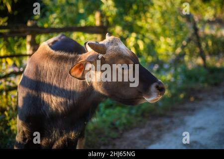 Mithun, Bos frontalis, State Animal, Satakha, Nagaland, Indien Stockfoto