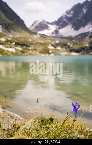 Die Landschaft mit Blumen auf dem Kuyguk See Altay Stockfoto