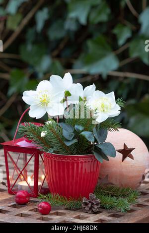 Wintergartendekoration mit helleborus niger in Tasse und Laterne Stockfoto