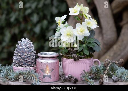 Wintergartendekoration mit helleborus niger in Tasse und Tischlaterne Stockfoto