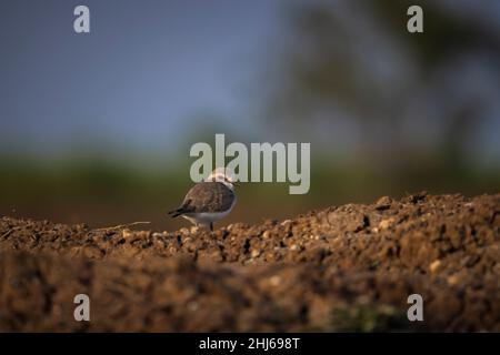 Little Ringed Plover, Charadrius dubius, Bhigwan, Maharashtra, Indien Stockfoto