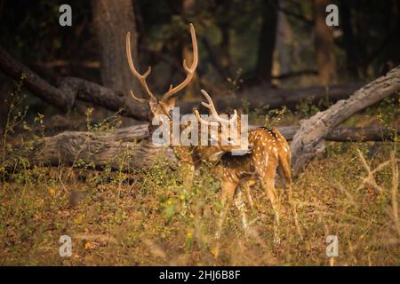 Fleckhirsch, Achsenachse, Bandhavgarh-Nationalpark, Madhya Pradesh, Indien Stockfoto