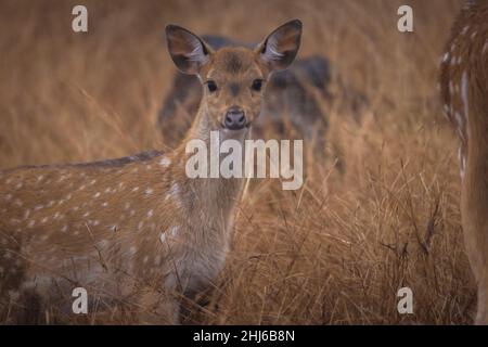 Fleckhirsch, Achsenachse, Bandhavgarh-Nationalpark, Madhya Pradesh, Indien Stockfoto