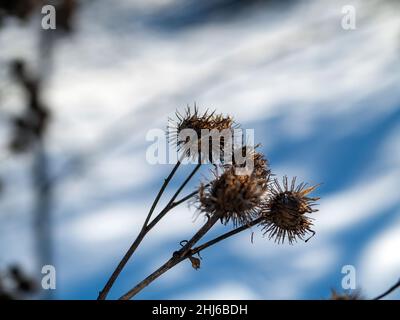 Klette die Dornen auf den Büschen an einem klaren Tag, im Winter Stockfoto