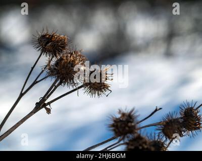 Klette die Dornen auf den Büschen an einem klaren Tag, im Winter Stockfoto