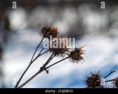 Klette die Dornen auf den Büschen an einem klaren Tag, im Winter Stockfoto